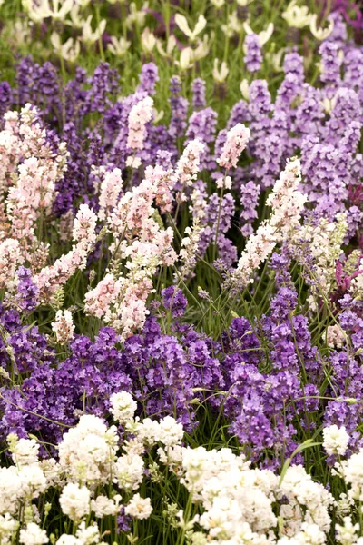 Gemengde kleur lavendel achtergrond — Stockfoto