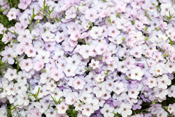 Phlox douglasii flores púrpura fondo — Foto de Stock