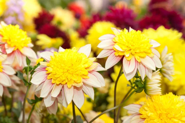 Gula dhalia blommor i trädgården — Stockfoto