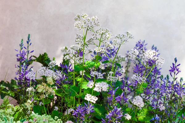 Backgroung άσπρα και μπλε λουλούδια Εικόνα Αρχείου