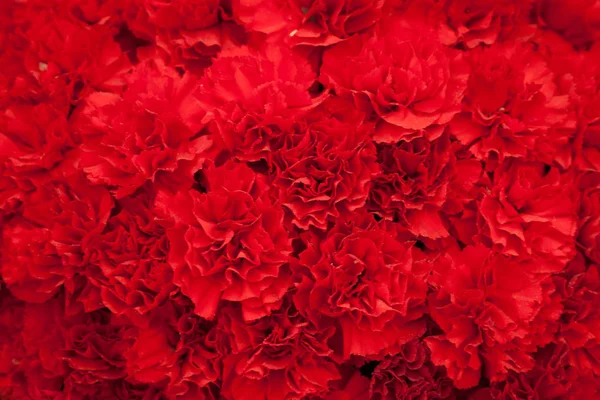 Tło czerwone kwiaty goździków Zdjęcia Stockowe bez tantiem