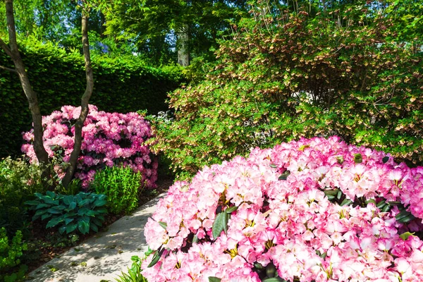 Blommande rosa rhododendron i trädgården — Stockfoto