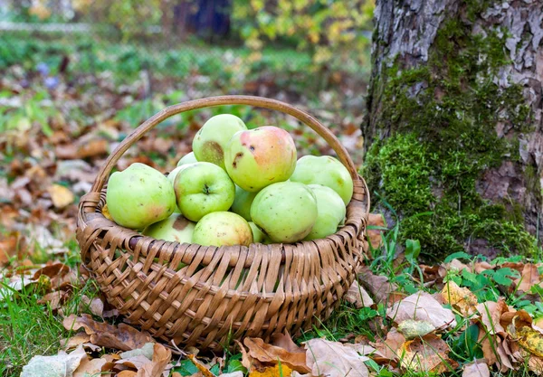 Apples in wicker  basket, collected from the ground in the autumn garden