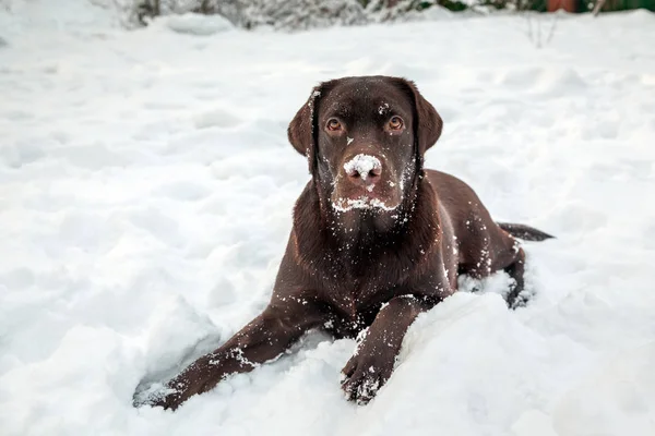 Chocolate labrador retriever dog lying in the snow outside in the yard