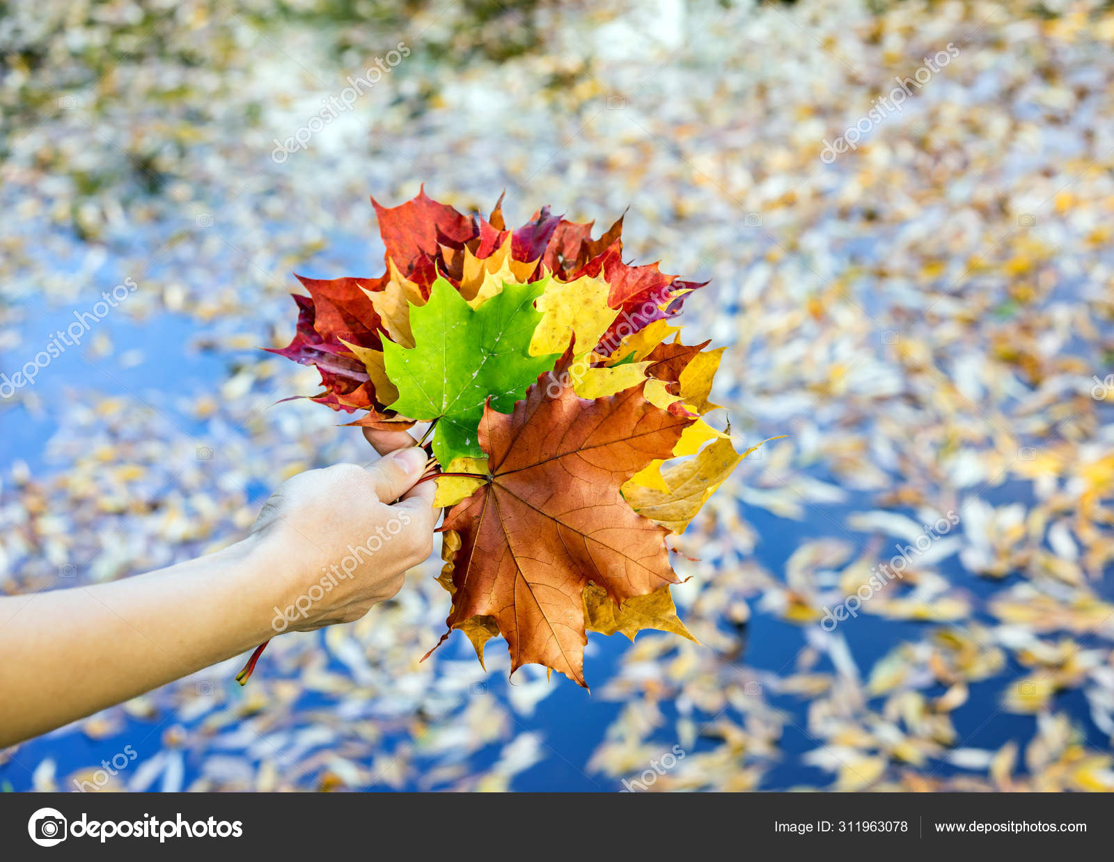 Фото Осенних Кленовых Листьев