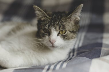 Kanepede genç bir kedi yavrusu