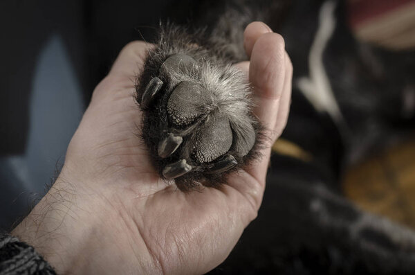 Dog's paw with large claws