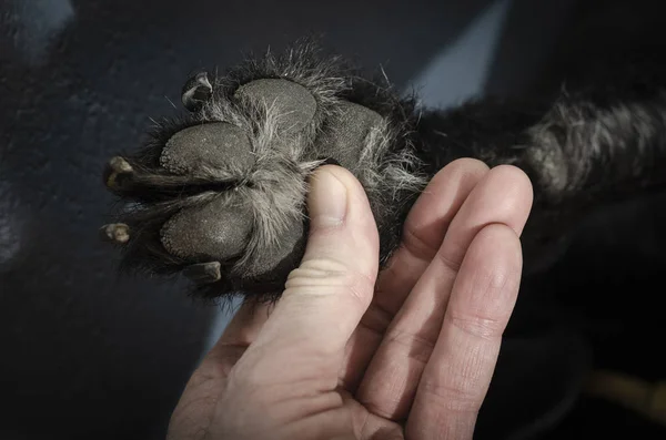 Dog\'s paw with large claws