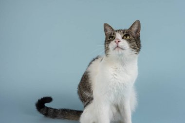 Genç ve rahat bir kedi fotoğraf için poz verir.