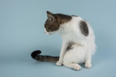 Genç ve rahat bir kedi fotoğraf için poz verir.