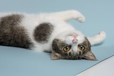 Genç ve rahat bir kedi fotoğraf için poz verir.