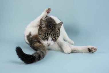 Genç ve rahat bir kedi fotoğraf için poz verir.