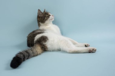 Genç ve rahat bir kedi fotoğraf için poz verir.