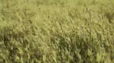 Çimen yaprakları rüzgarla hareket eder