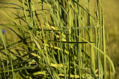 Çimen yaprakları rüzgarla hareket eder