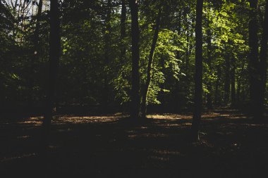 Ağaçlarla dolu bir orman manzarası