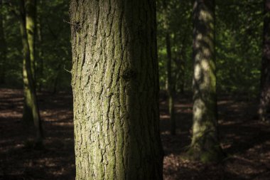Ağaçlarla dolu bir orman manzarası