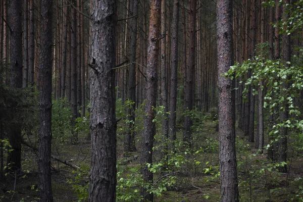 Forest Landscape Filled Trees — Stock Photo, Image