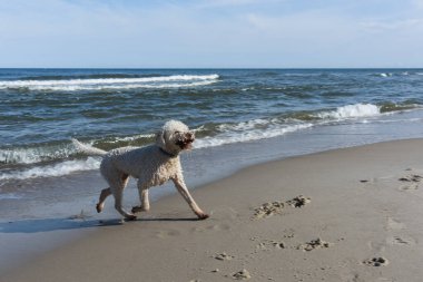 Deniz kıyısındaki neşeli Labradoodle