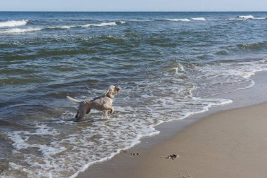 Deniz kıyısındaki neşeli Labradoodle