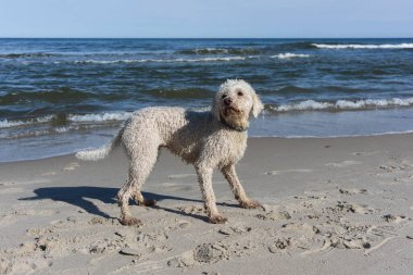 Deniz kıyısındaki neşeli Labradoodle