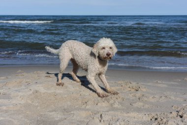 Deniz kıyısındaki neşeli Labradoodle
