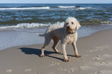 Deniz kıyısındaki neşeli Labradoodle