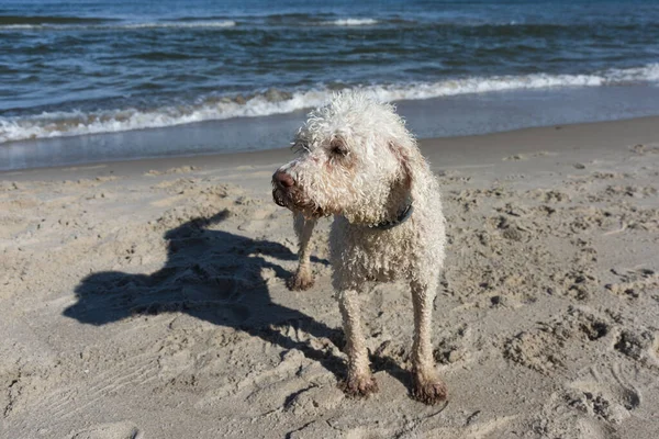 Deniz kıyısındaki neşeli Labradoodle