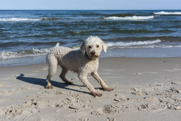 Deniz kıyısındaki neşeli Labradoodle