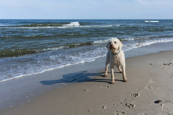 Deniz kıyısındaki neşeli Labradoodle