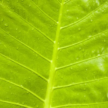 Yağmur damlalı yeşil yaprak