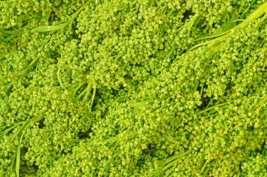 Huauhzontle doku, Meksika mutfağının geleneksel madde.