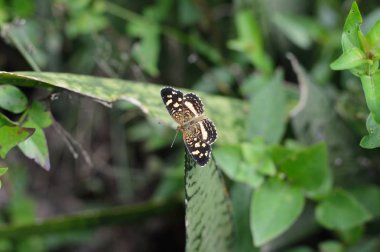 Biyoloji projeleri veya doğa yayınlar için kelebek fotoğraf.