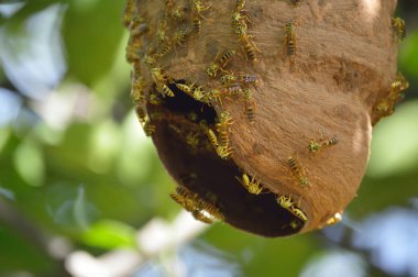 Eşek arısı yuvası fotoğraf böcek projeler veya doğa yayınlar için.