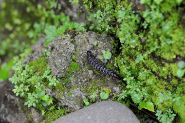 Kırkayak fotoğraf hayvan projeleri veya doğa yayınlar için.