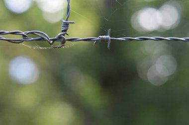 Örümcek fotoğraf Araknid projeler veya doğa yayınlar için.