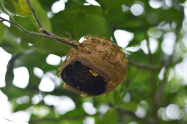 Eşek arısı yuvası fotoğraf böcek projeler veya doğa yayınlar için.