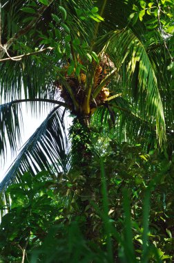 Doğa projeler veya Biyoloji yayınlar için Palm fotoğraf.