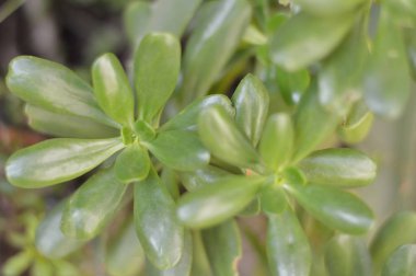 Fotoğraf doğa projeler veya botanik yayınlar için bitki.