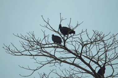 Akbabalar üzerinde ağaç dalları, doğa projeler veya yayınlarınızı Biyoloji konular için ideal.