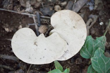 Beyaz mantar fotoğraf doğa projeleri veya mantar yayınlar için