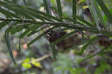 Wasp iç içe dikenli bitki, doğa projeler veya yayınlarınızı hata konular için ideal.