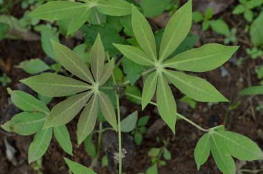 Yuca yaprak botanik projeler veya Biyoloji yayınlar için.