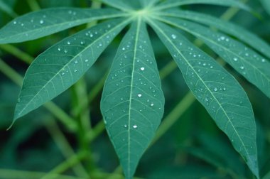 Yuca yaprak botanik projeler veya Biyoloji yayınlar için.