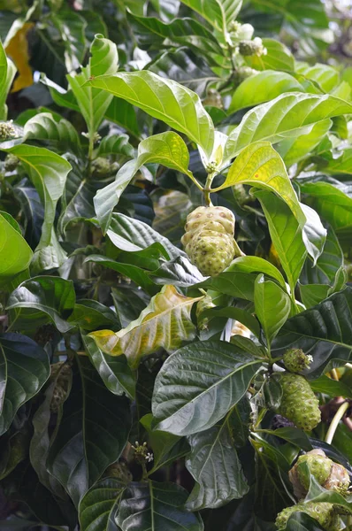 诺丽树照片为您的植物学项目或自然出版物 — 图库照片