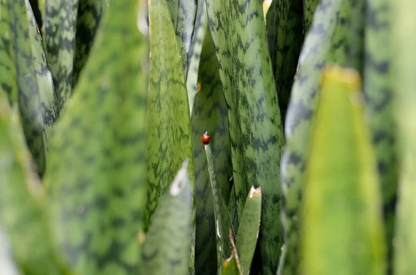 Bug Deja Foto Para Sus Proyectos Biología Publicaciones Errores — Foto de Stock