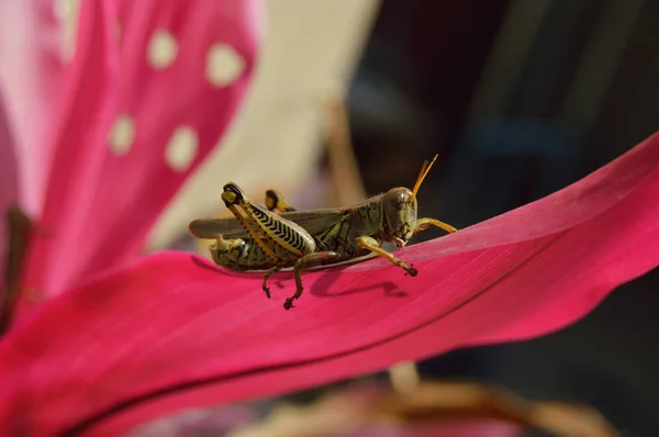 Grasshopper Folhas Vermelhas Ideal Para Seus Projetos Natureza Temas Entomologia — Fotografia de Stock