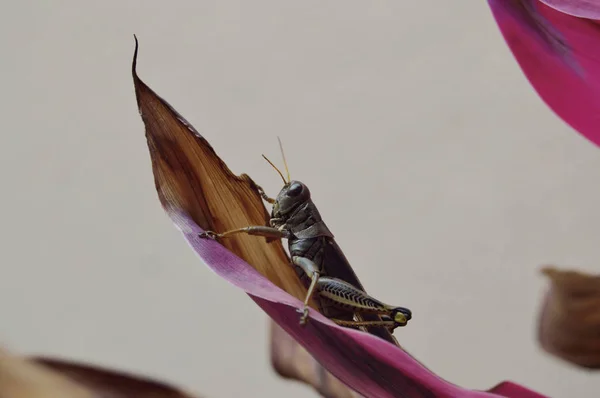 Grasshopper Folhas Vermelhas Ideal Para Seus Projetos Natureza Temas Entomologia — Fotografia de Stock