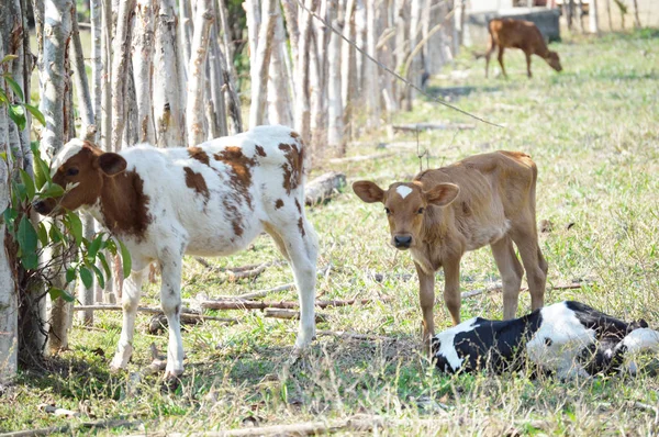 Calf in farm, ideal for your mammal projects or nature topics in your publications.