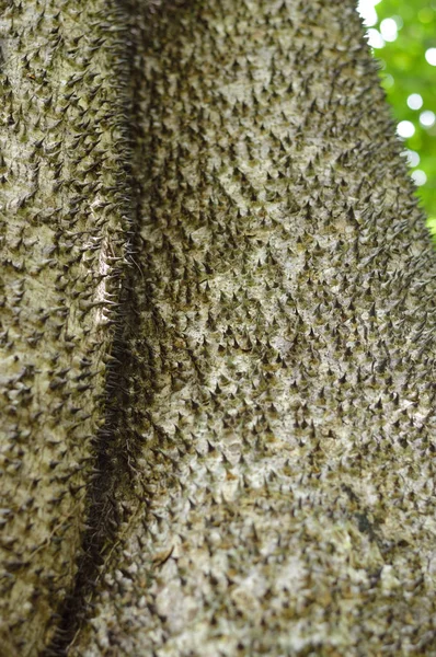 Spiny Tree Photo Your Biology Projects Botany Publications — Stock Photo, Image